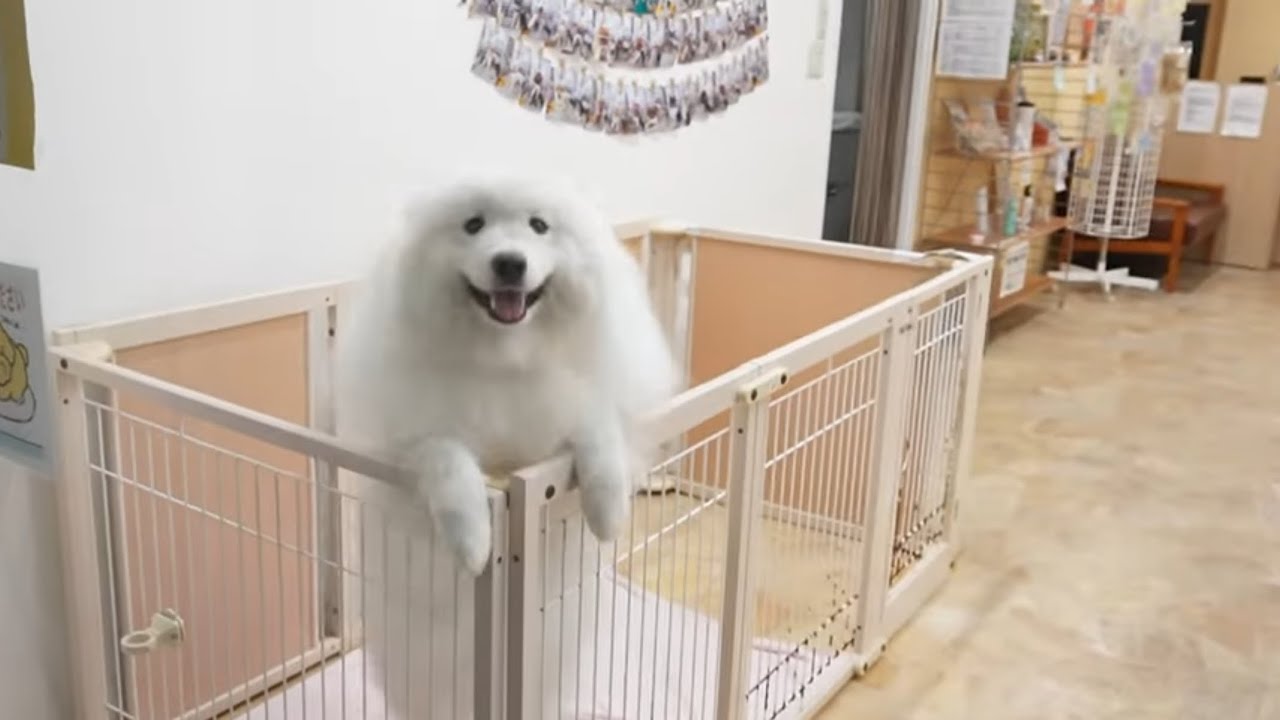 飼い主に気がついた瞬間のサモエド犬が可愛すぎた