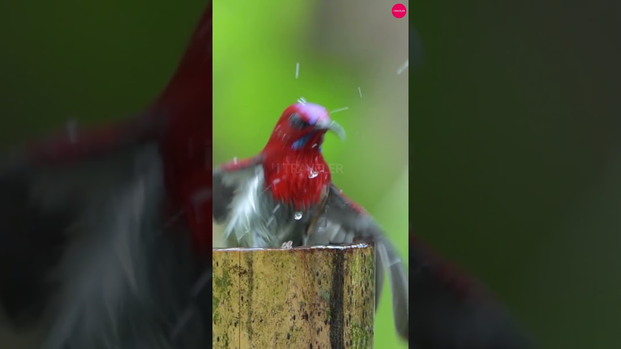 Crimson Sunbird Bathing |  A Mesmerizing Glimpse of Nature's Beauty 