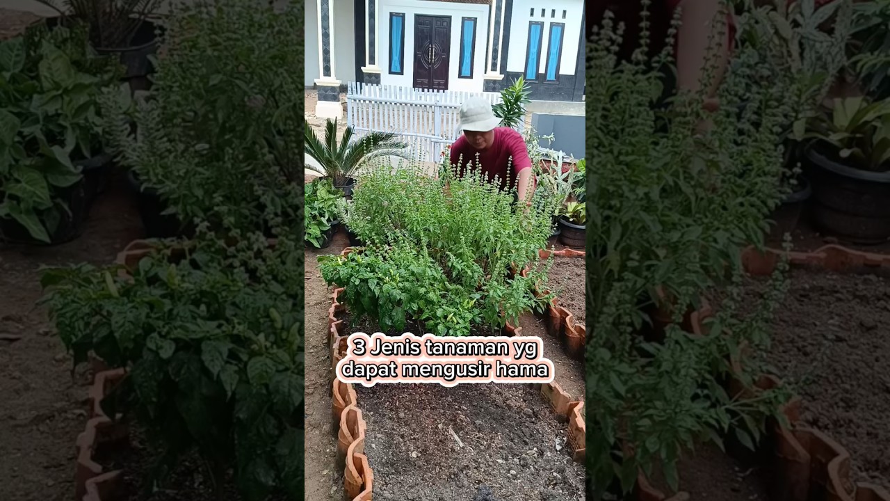 3 jenis tanaman yg dpt mengusir hama