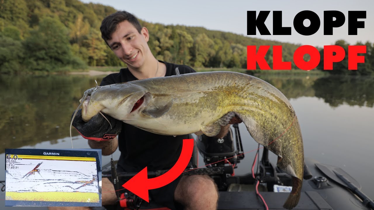 Klopfen auf Wels - so geht's | Vertikal Welsangeln | Tipps und Tricks + Livebisse