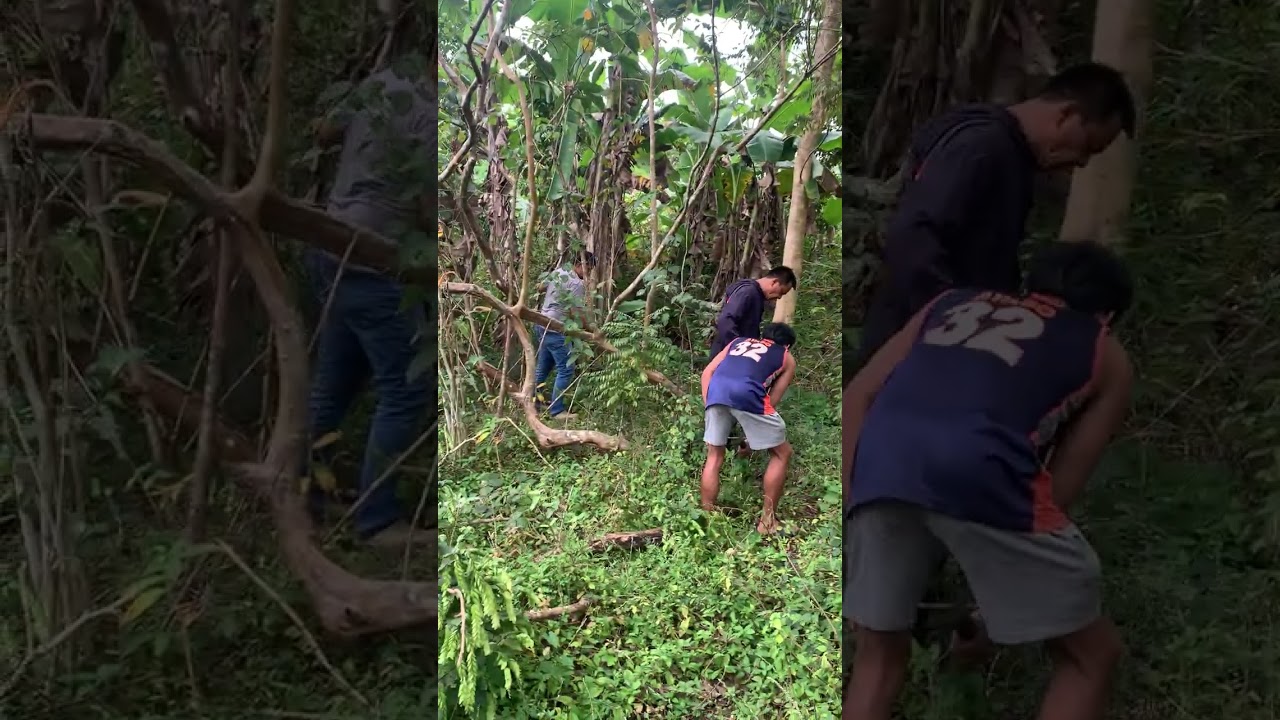 inalis ang net para sa mga alaga sa farm#farmnidonislaw