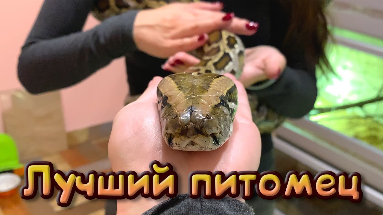 ЛУЧШИЙ ДОМАШНИЙ ПИТОМЕЦ