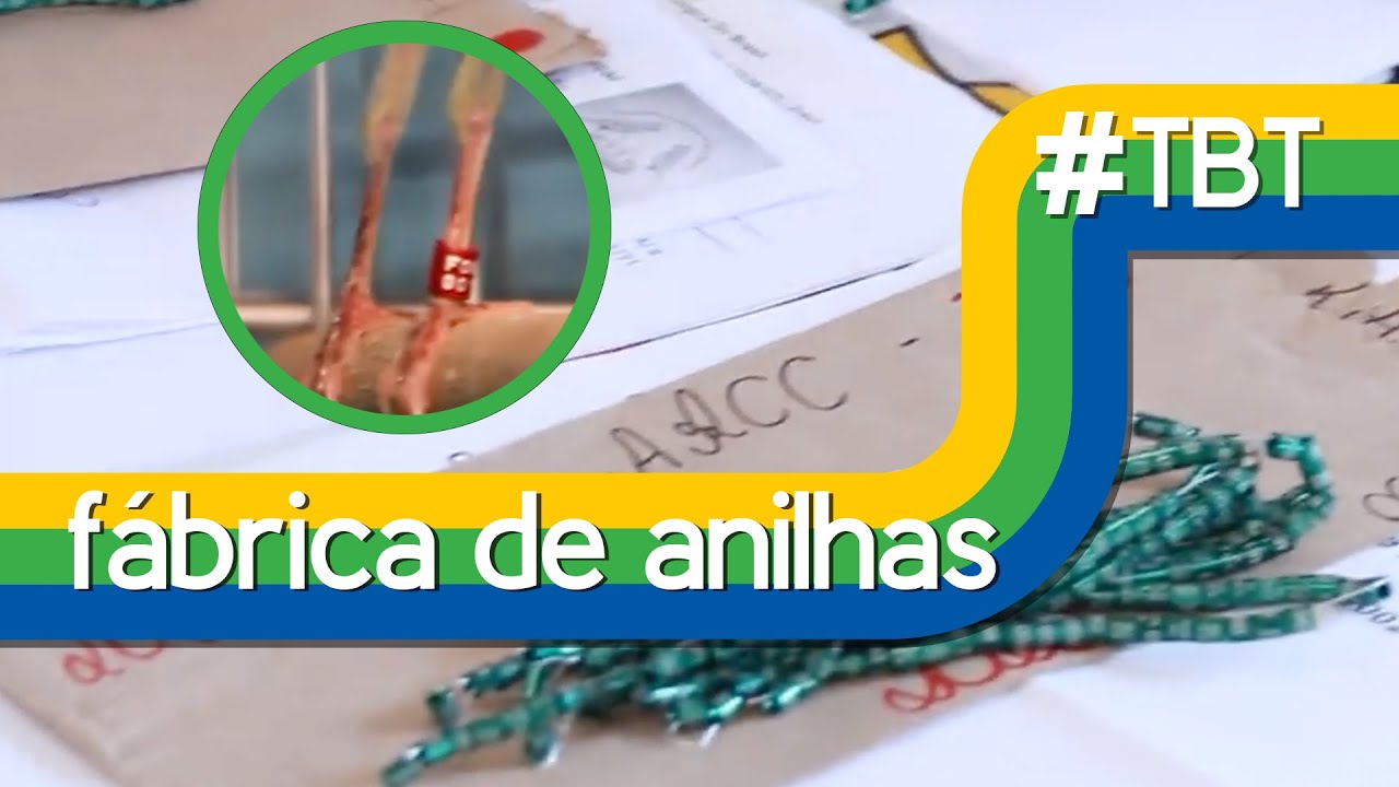 #TBT -  Fábrica de Anilhas FOB - Conheça a fabricação de anilhas para aves ornamentais