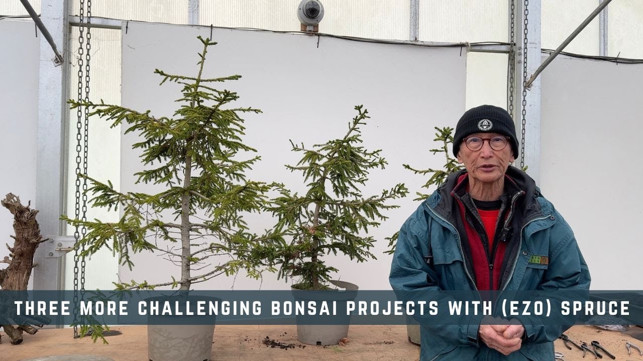 Three More Challenging Bonsai Projects With (Ezo) Spruce