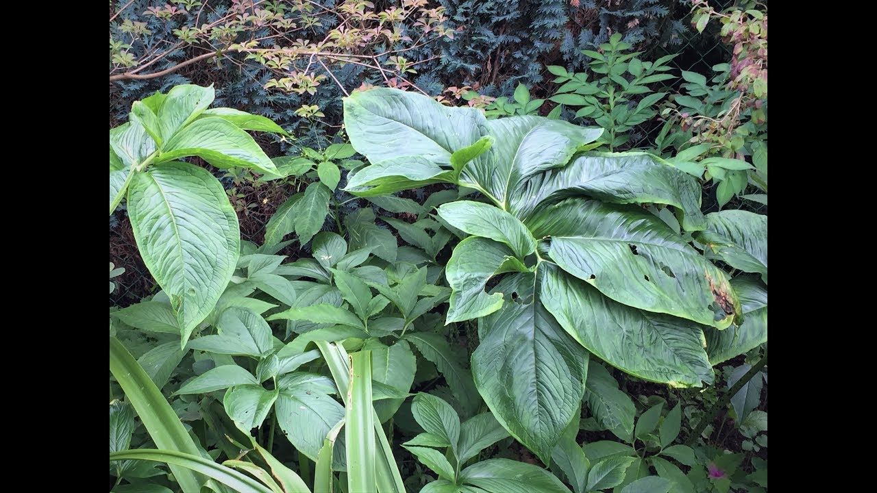 Typhonium venosum / Indian Giant / Update / Eidechsenwurz / Voodoo Lilie / Sauromatum venosum
