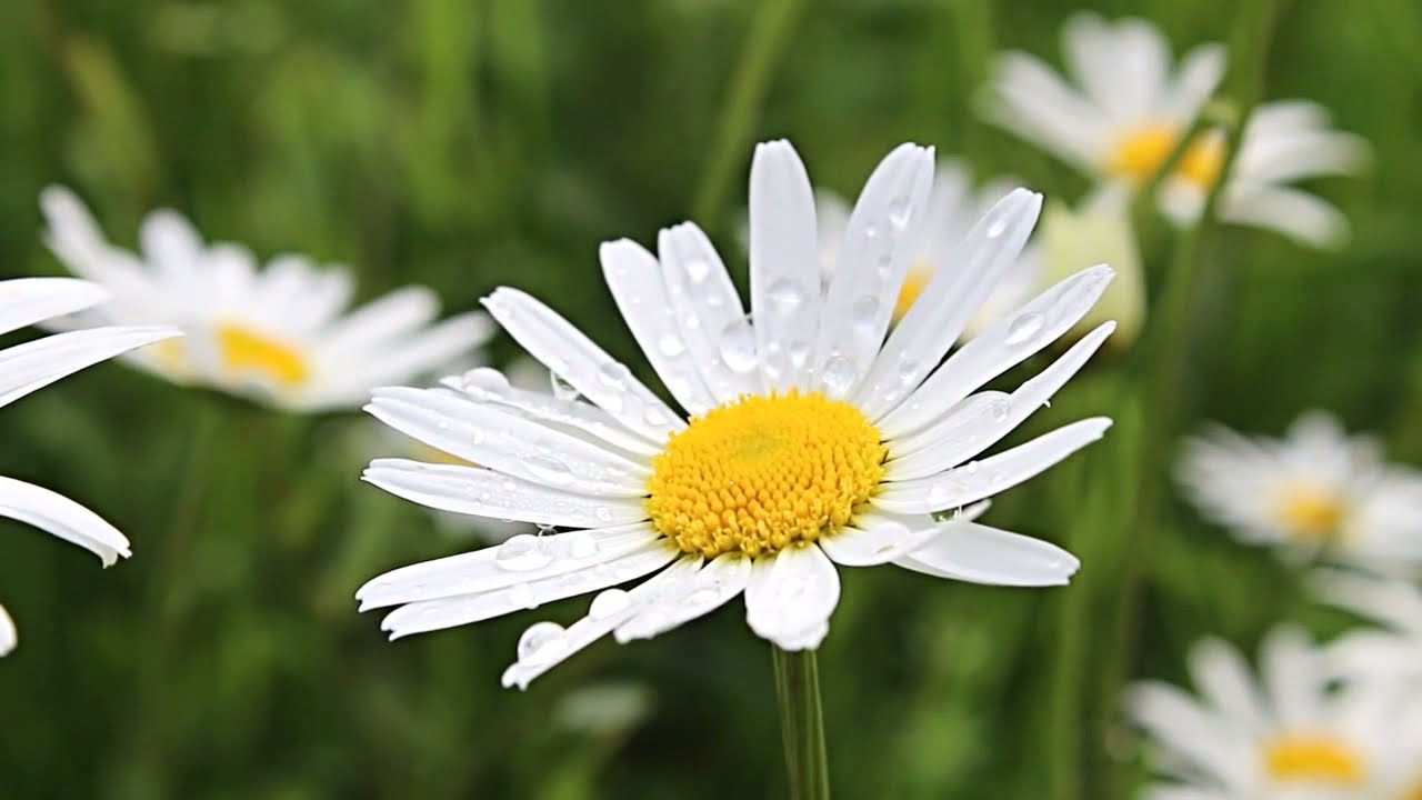 Noises of Spring