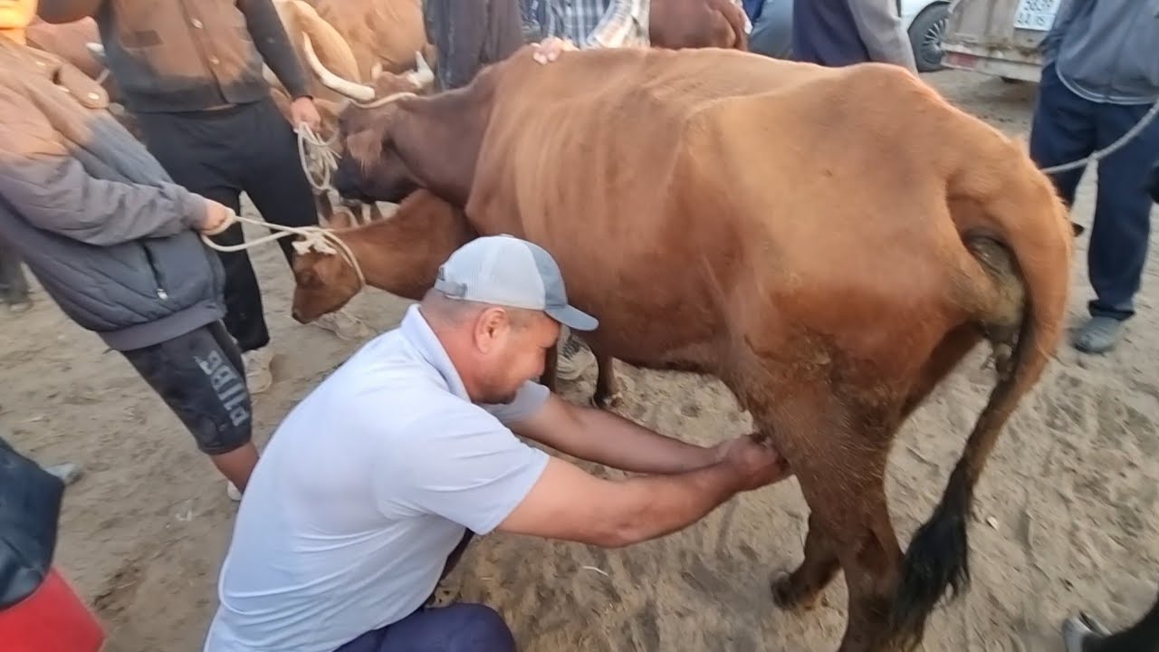 16-АВГУСТ/2023/ҚАНЛЫКОЛ МАЛ БАЗАРЫ/СКОТНЫЙ РЫНОК/BUQALAR/BIG BULLS IN THE WORLD/BIG COW