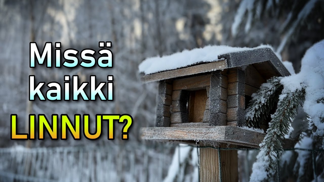 Näin autat lintuja talvella – ruokinta ja pöntöt kuntoon 🐦❄️