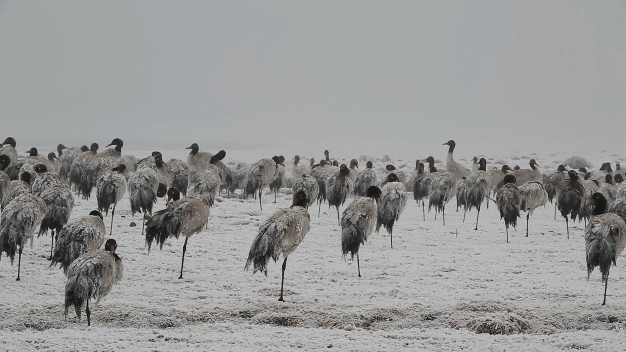 Black-necked cranes spend winter in southwest China nature reserve