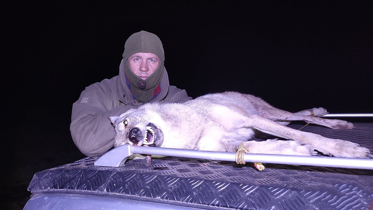 ОХОТА на ВОЛКОВ! ВОЛК вышел на ОХОТНИКА!wolf hunting