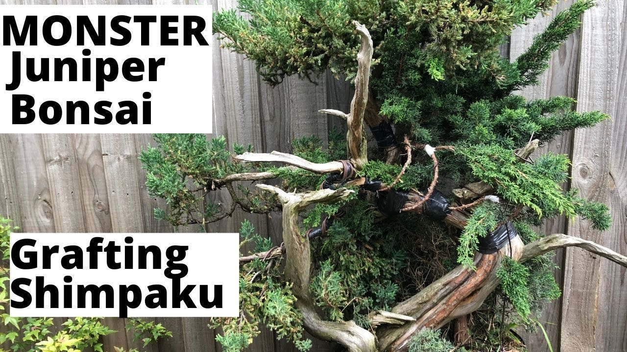 Monster Juniper bonsai - grafting shimpaku juniper onto large juniper squamata