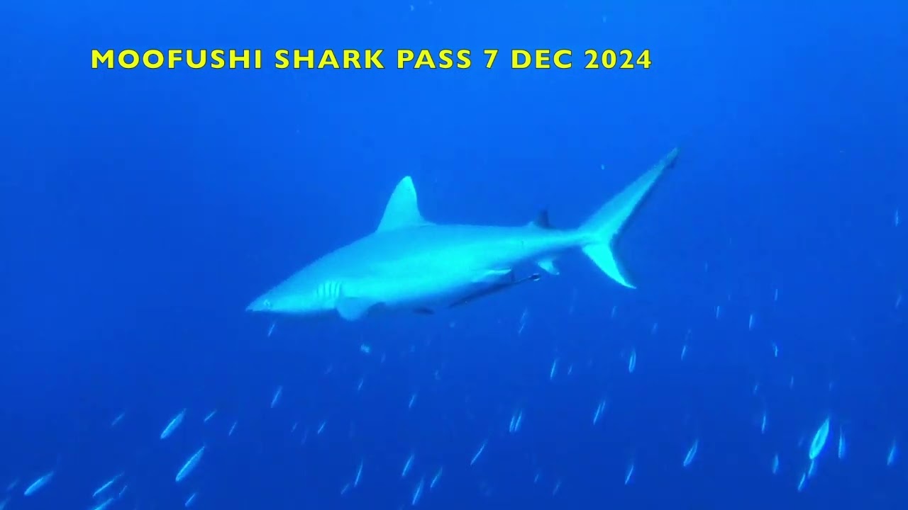 MOOFUSHI SHARK PASS 7 DEC 2024