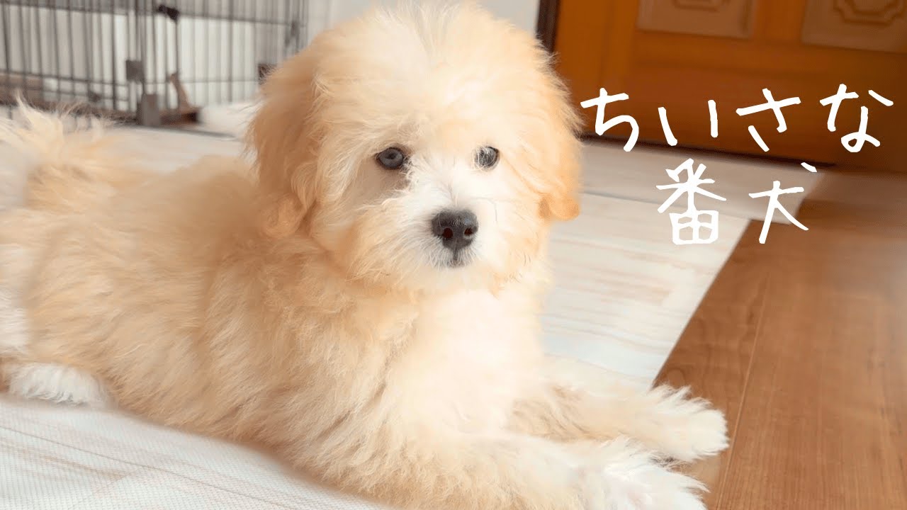 生後4カ月の子犬の日常 | Puppy's daily life