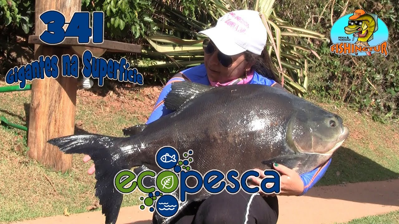 Grandes tambas na superf&iacute;cie no Ecopesca - Fishingtur na TV 341
