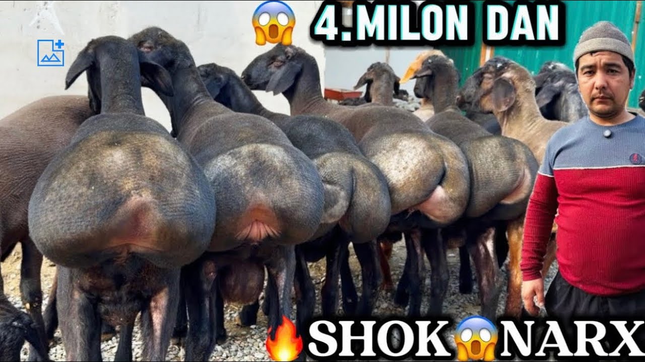 😱 4.milon DAN BUNAQASI BOLMAGAN 500 ming arzon boldi 🔥SHOK😱NARX.
