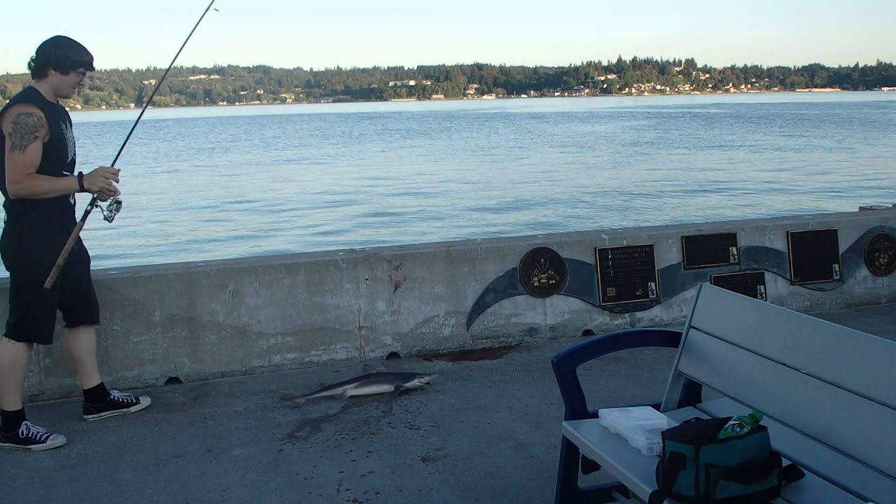 puget sound: sharks