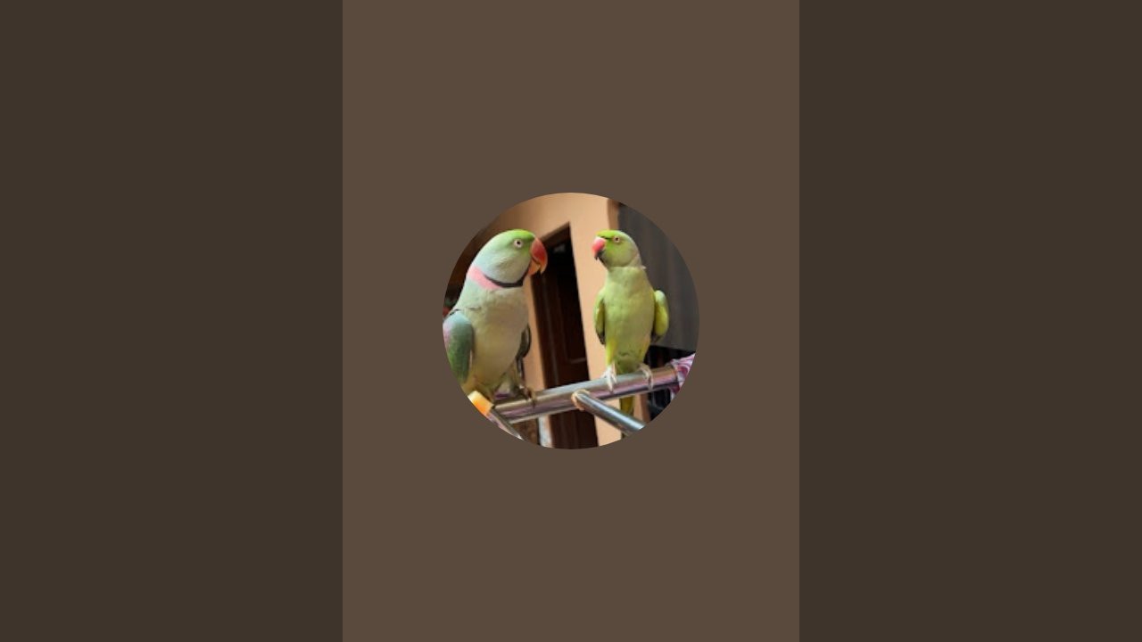Punjabi Parrot 🦜 is live