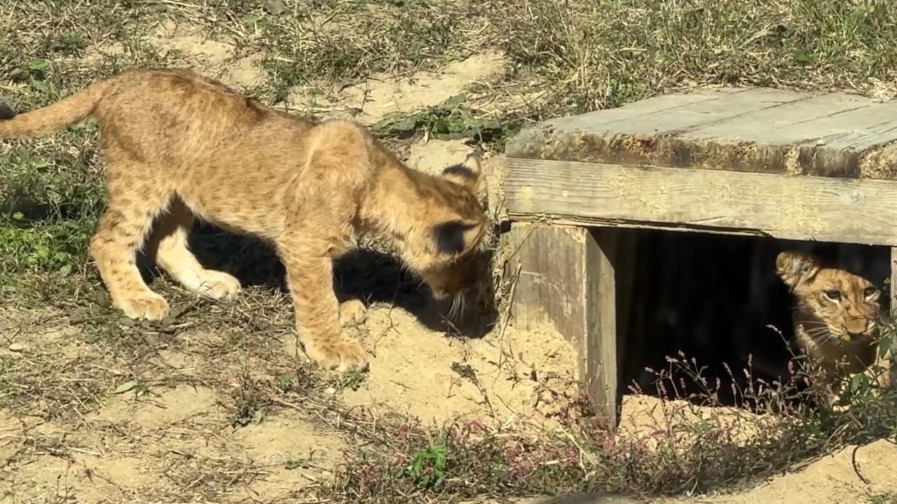 番外編 順番待ちする仔ライオン【番外編】【豊橋総合動植物公園のんほいパーク】ライオン