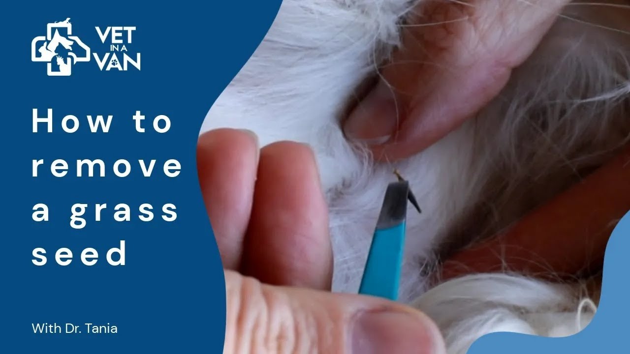 Dog First Aid: How to Remove a Grass Seed from your Dog | Step-by-Step Guide
