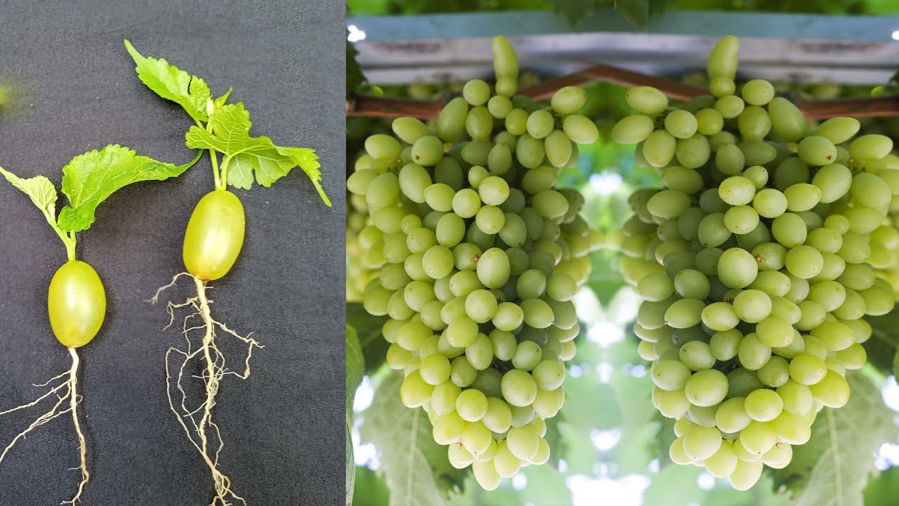 Discover the Sweet Magic of Seedless Cotton Candy Grape Plants | How to Grow Cotton Candy Grapes