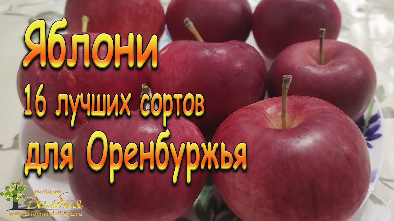 Яблони. 16 лучших сортов для Оренбуржья
