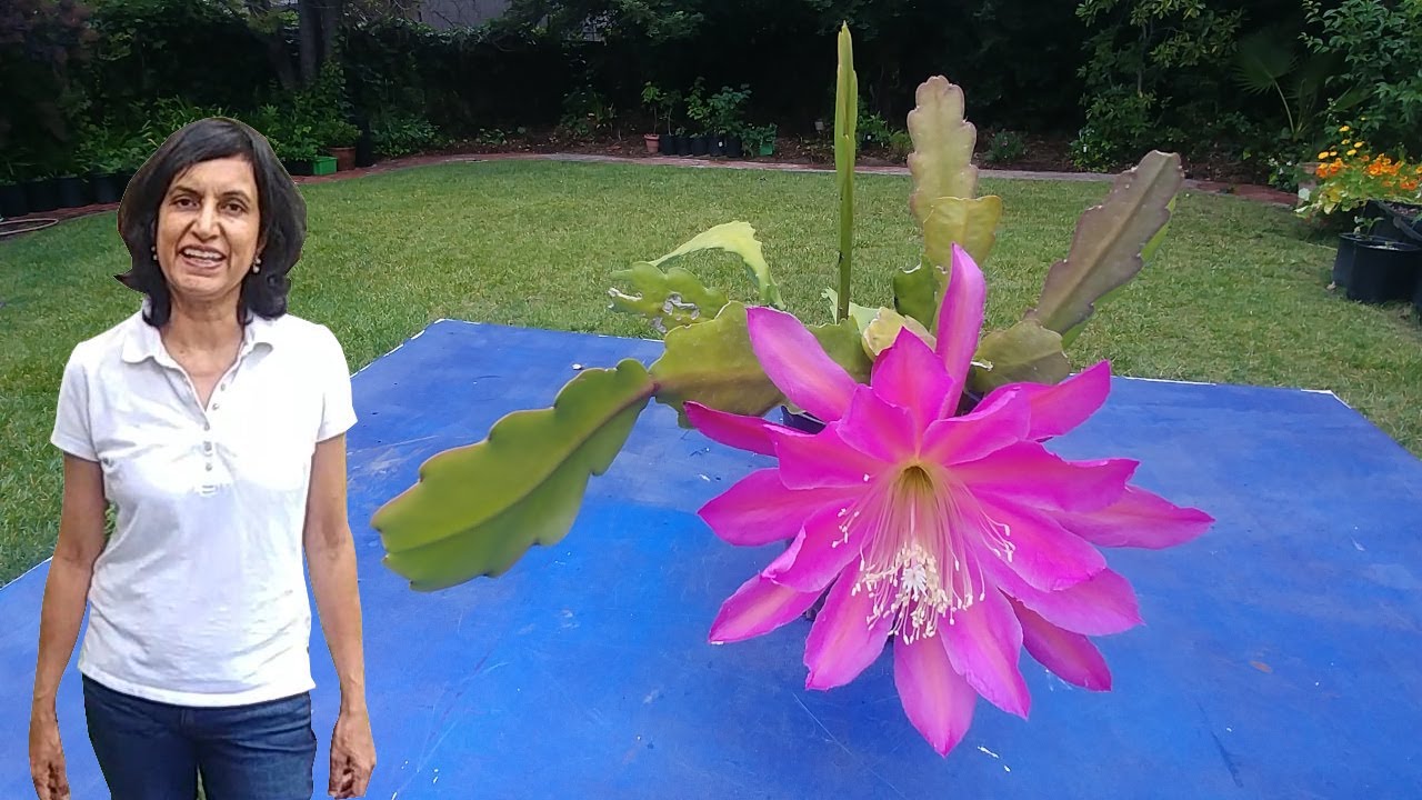 Orchid cactus blooming