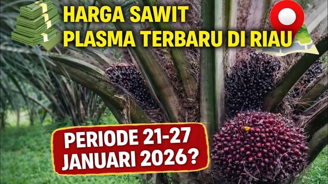 Harga sawit plasma terbaru di Riau periode 22-27 Januari 2026 ?