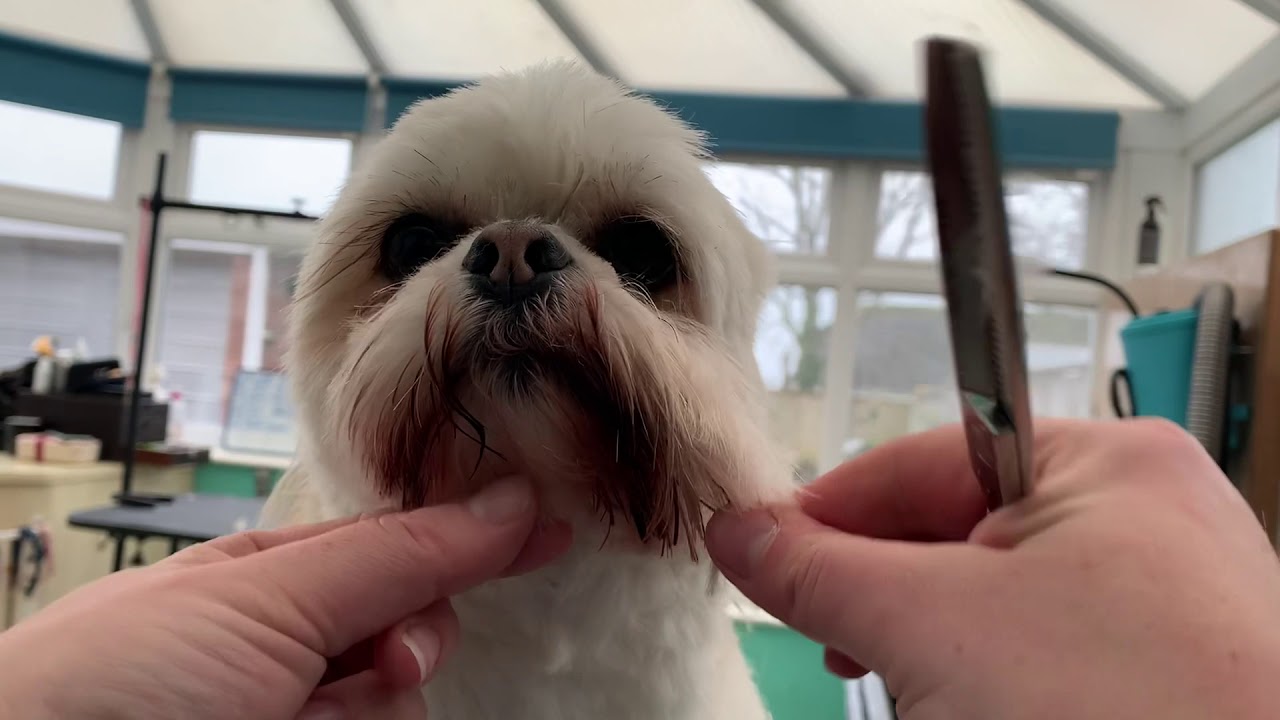 HOW TO CUT/TRIM A Shih-Tzu FACE/EYES. Home Grooming. Lockdown Groom. DOG GROOMING UK. Hairy Hounds.