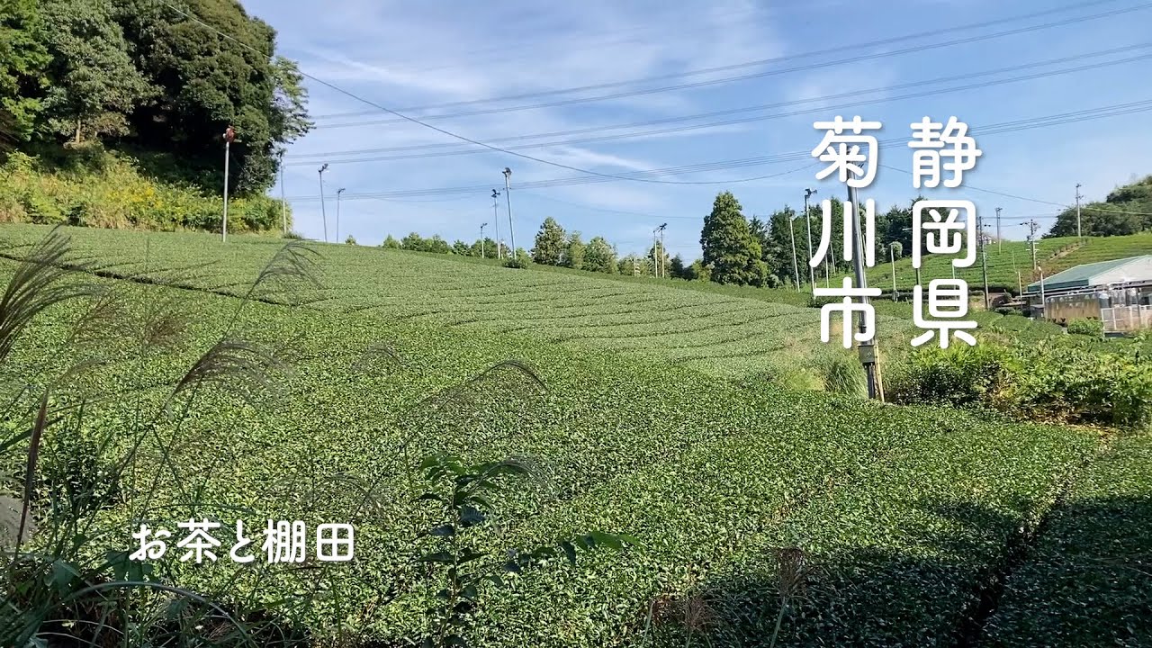 [静岡]深蒸し茶と美しい棚田のある温暖なまち　静岡県菊川市#shizuoka #静岡 #菊川市 #棚田