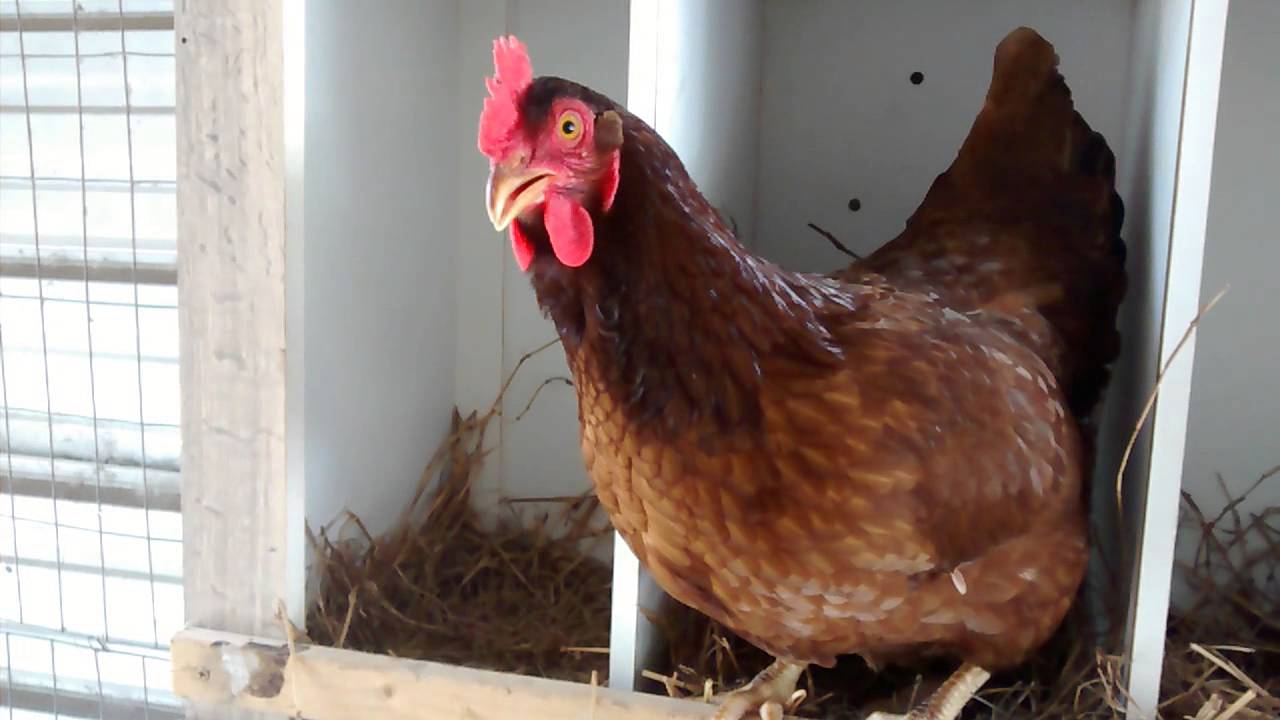 Clucking hens that'll make you chuckle