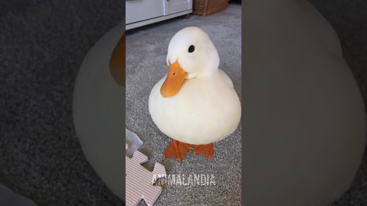 Fofo, barulhento... e tra&iacute;ra: a hist&oacute;ria bizarra do pato call. #animais #curioso #bichos #pato