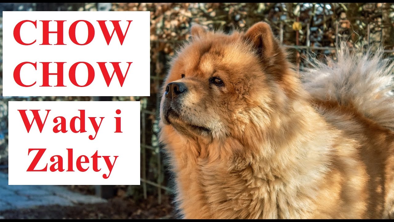 CHOW CHOW - Wady i Zalety