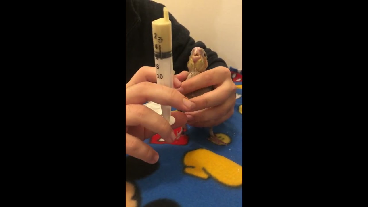 Allevamento a mano di un pullo di CALOPSITE di nome Emi, 25 gg, cannella. Prof.ssa Elena Dragone