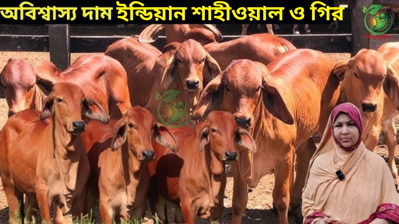 চন্দ্রমুখীর আপার একদমই কমদামে ইন্ডিয়ান গরু ! অবিশ্বাস্য দামে ইন্ডিয়ান শাহীওয়াল ব্রাহামা krishi tv