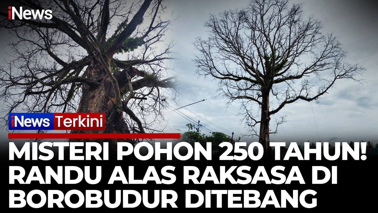 Pohon Misteri 250 Tahun Randu Alas Raksasa di Borobudur Ditebang | iNews Terkini