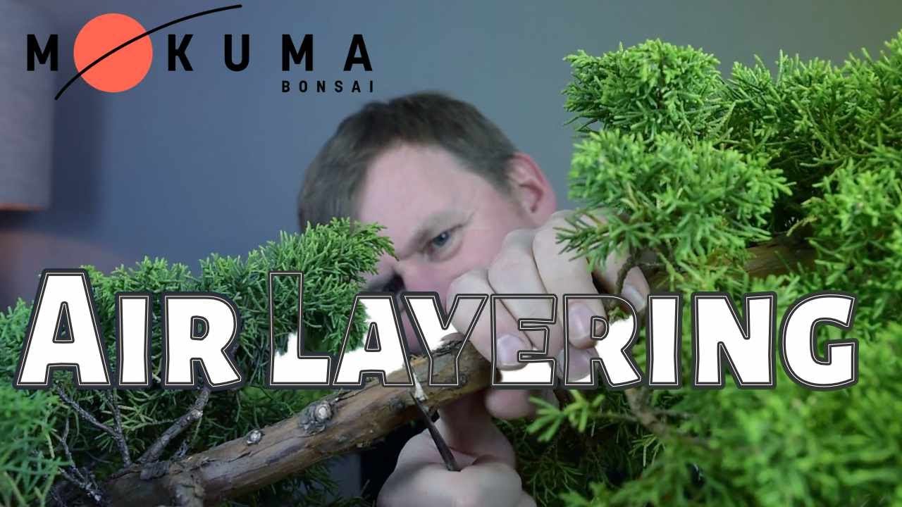 Air Layering Chinese Juniper for Bonsai