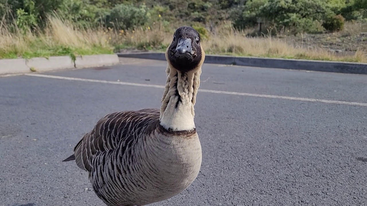 Very Curious NeNe Goose/Hawaiian. State birds.