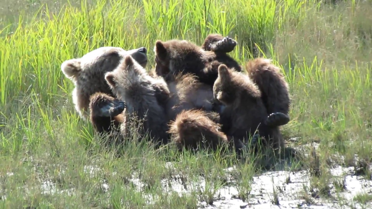 Silver Salmon Creek Alaska brown bear cubs