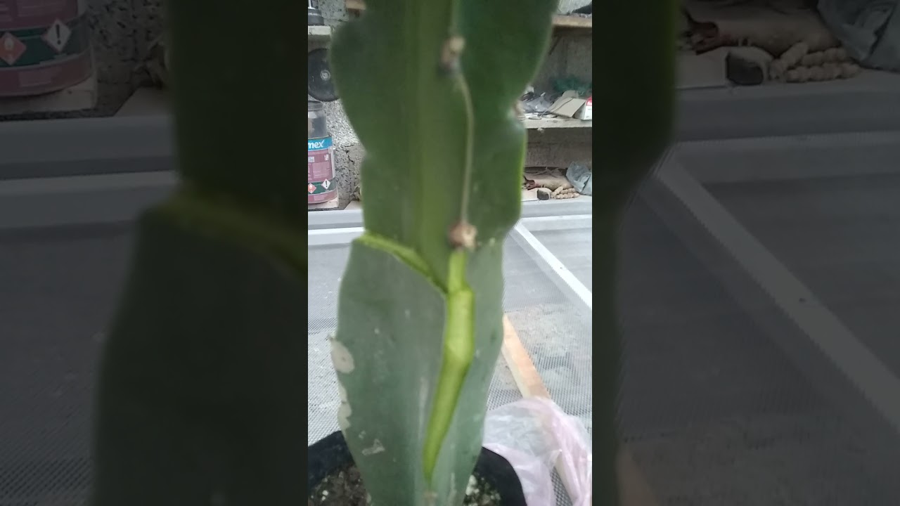 como realizar injerto de pitahaya