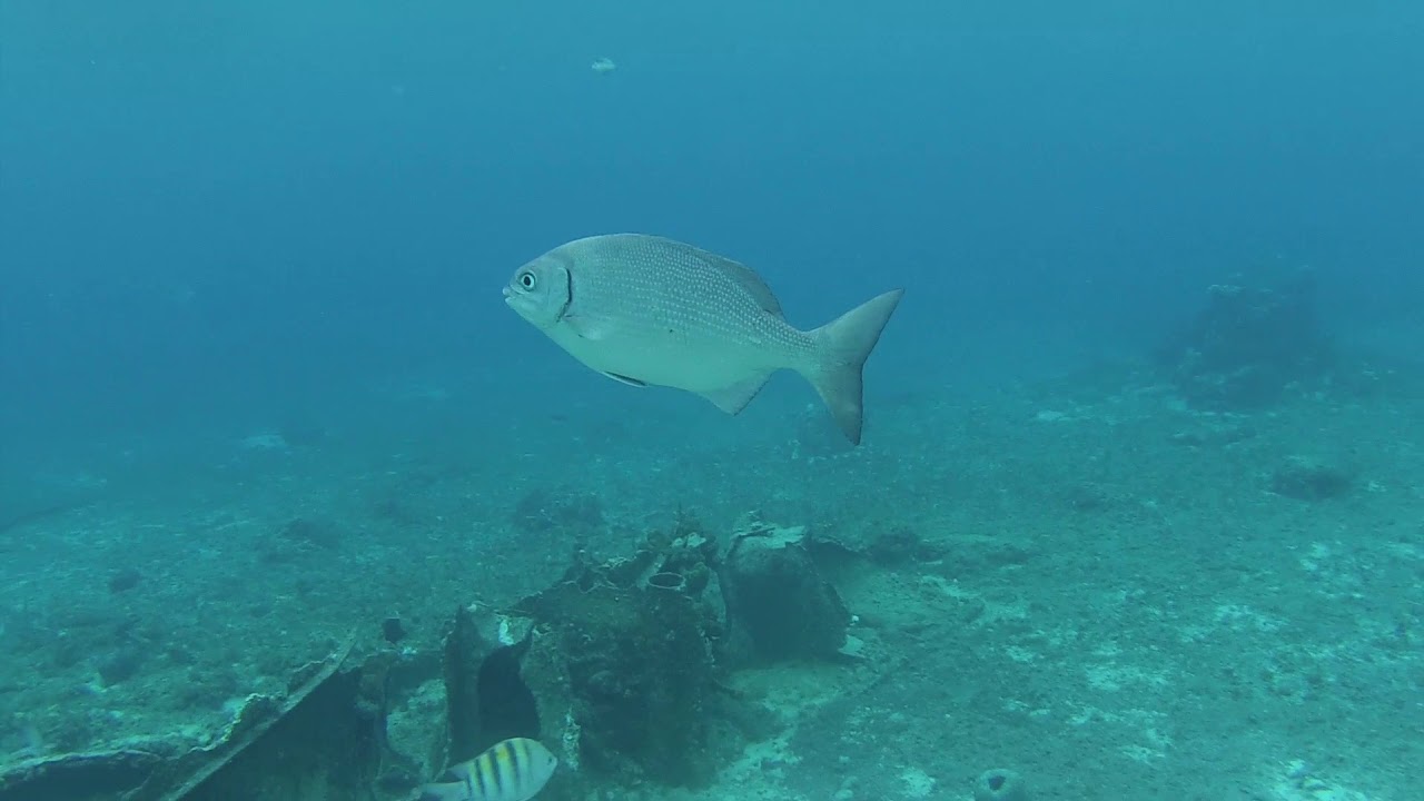 Shore Dive in Cozumel Mexico Nov. 2019