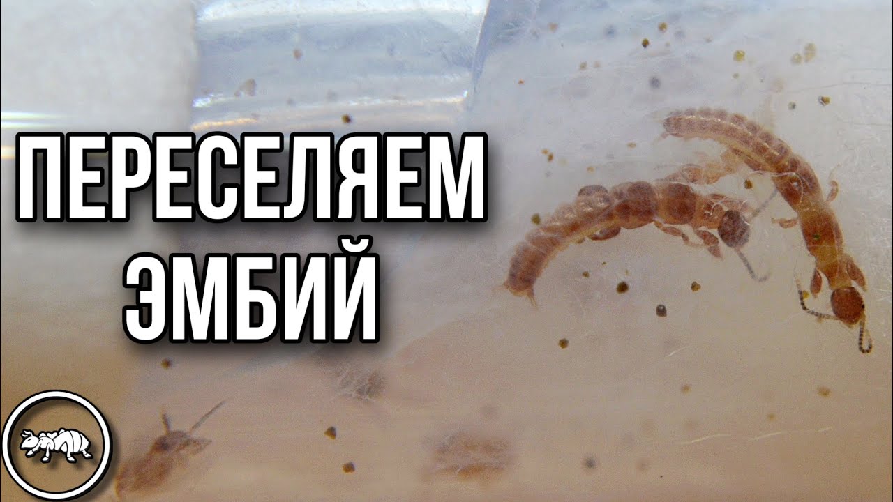 ПЕРЕСЕЛЕНИЕ ЭМБИЙ В ЭМБИКАРИЙ // ЧТО С НИМИ СТАЛО // AntKeeper