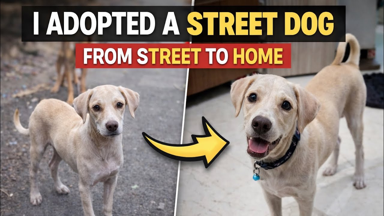 From Street to Home 🏡 | Adopting an Indian Pariah Dog