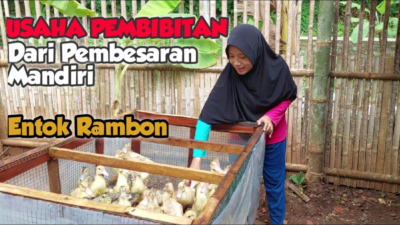 USAHA TERNAK ENTOK PEMBIBITAN DARI PEMBESARAN