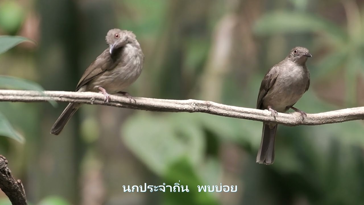 87  นกปรอดสีน้ำตาลตาแดง Red eyed Bulbul