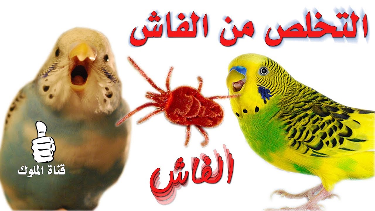 افضل فكرة للتخلص من فاش طيور البادجي