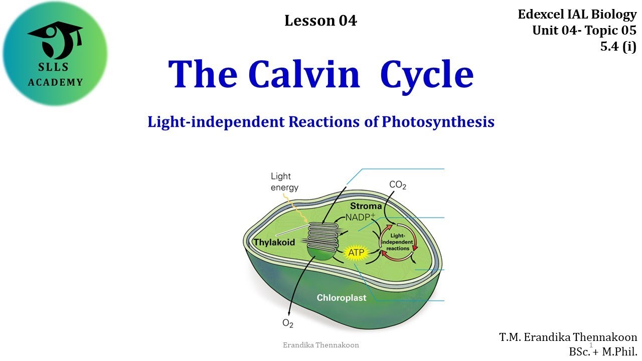 The Calvin Cycle: Edexcel IAL Biology Unit 04