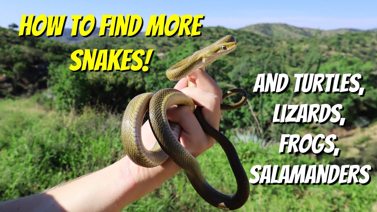 Herping for beginners - Tips & Tricks