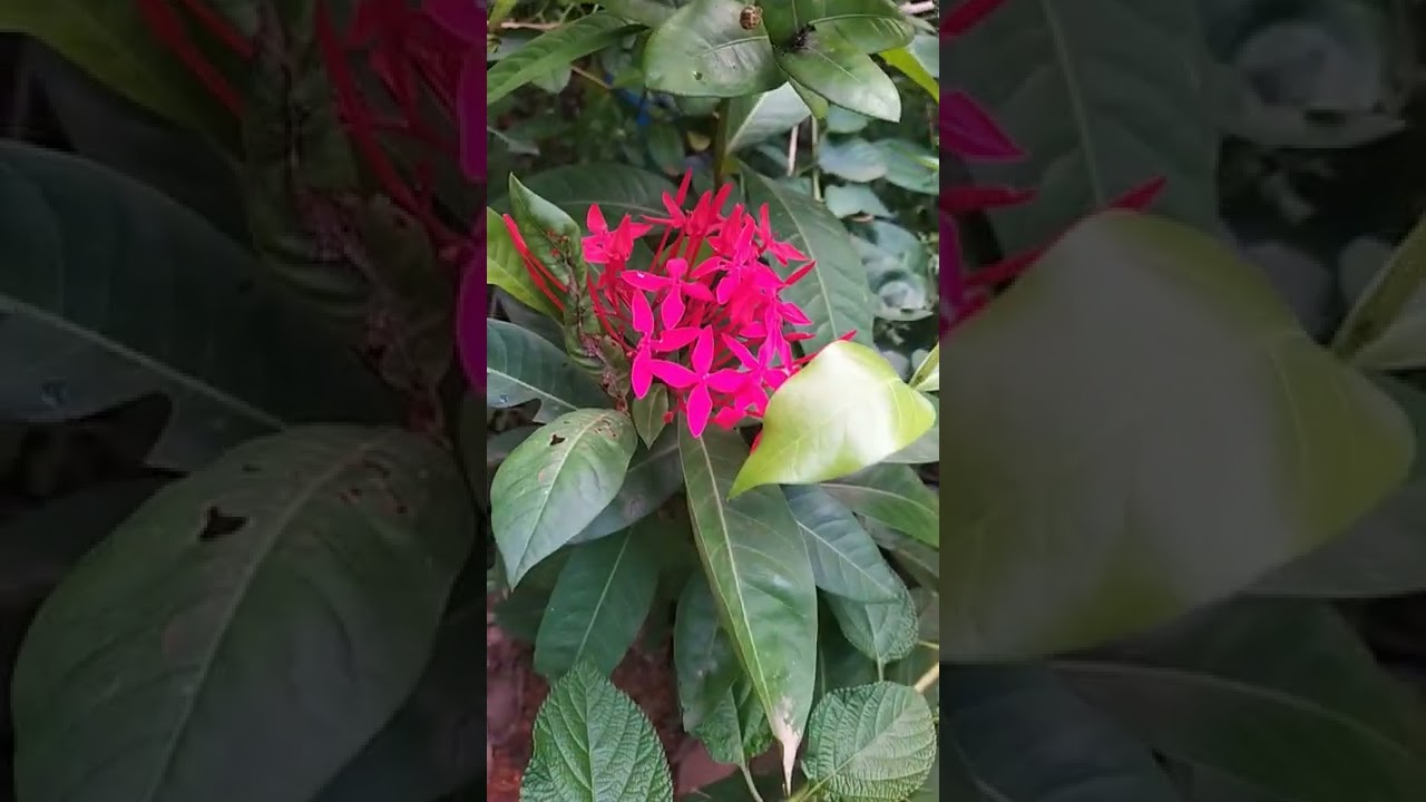 Ixora flower red  # Thechi poov # shorts