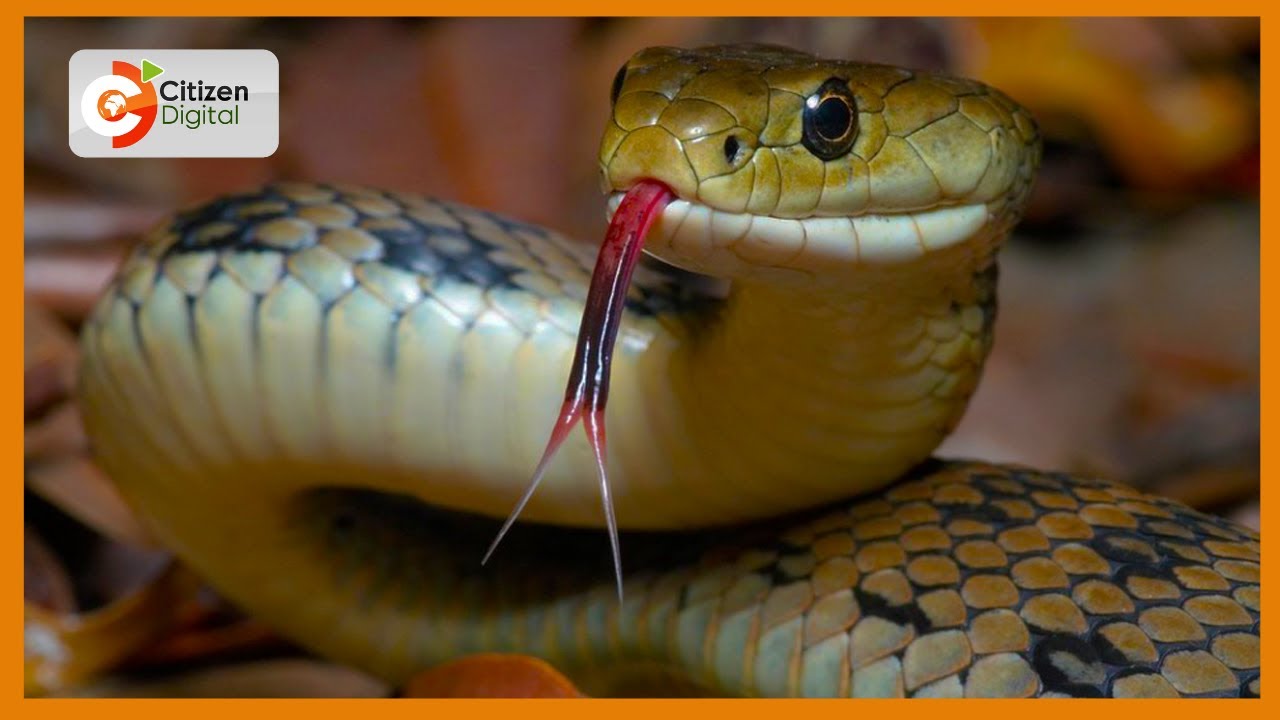 Arafat Mwanyoka turns his home into a snake park