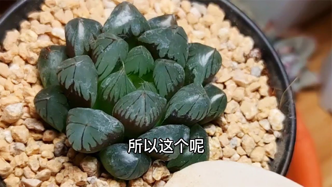 玉露多肉植物怎么上盆？別修根別用重顆粒！